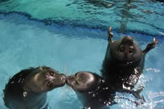 two baby sea lions playing in the water