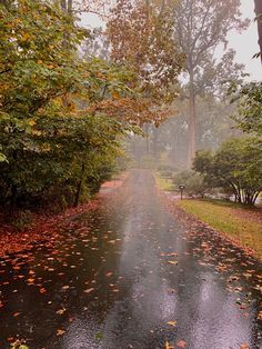 a wet road with leaves on the ground and trees lining both sides in the rain