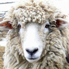 a close up of a sheep with wool on it's face and ear, looking at the camera