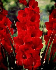 red flowers with green leaves in the background