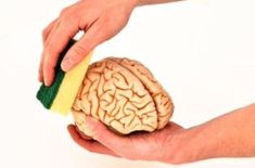 a hand holding a sponge and a brain