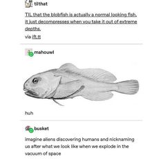 two different types of fish on the same page