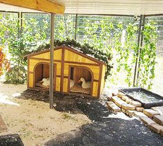 two chickens in a small wooden coop with plants growing on the roof and behind them