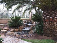 a palm tree next to a small waterfall