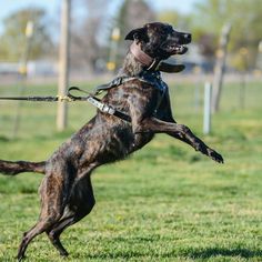 a dog jumping up in the air to catch a frisbee with its mouth