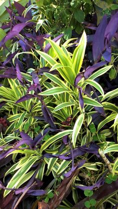 purple and green plants are growing in the garden