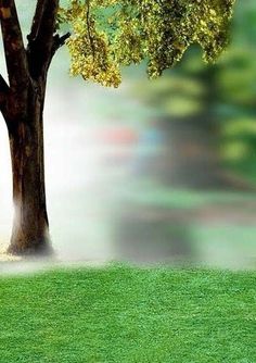 a tree in the middle of a green field with fog coming from it and a bench on the other side