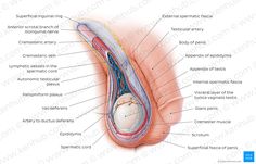 the anatomy of the human stomach and its major structures, including the external organ system