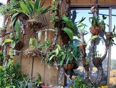 several potted plants are hanging from the side of a building in front of a window