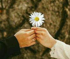 two people holding each other's hands with a daisy in the middle of their fingers