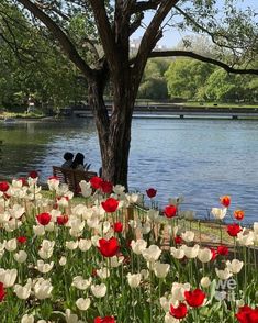 two people are sitting on a bench by the water with red and white tulips