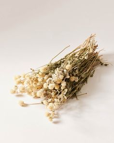 A bouquet of Natural Dried Amaranth on a white backdrop Amaranth Bouquet, Baking Bowl, Farmhouse Pottery, Planter Gift, Dried Florals, Oregon Usa, Decorative Pots, Amaranth, Pantry Storage