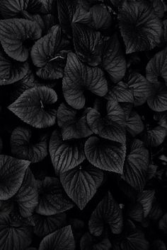 black and white photograph of leaves in the dark, taken from above on a cell phone