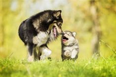 two husky dogs playing with each other in the grass, one is biting another dog's mouth