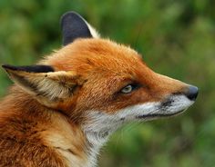 a close up of a red fox's head with trees in the back ground