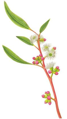 a drawing of some flowers and leaves on a white background