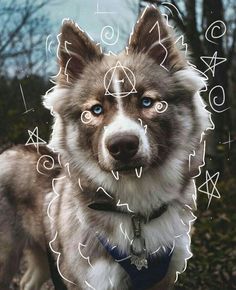 a brown and white dog with blue eyes looking at the camera while standing in front of trees