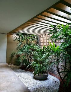 an indoor garden area with plants and rocks