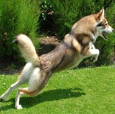 a dog jumping in the air to catch a frisbee