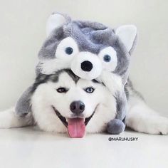 two husky dogs laying next to each other with their heads on top of one another