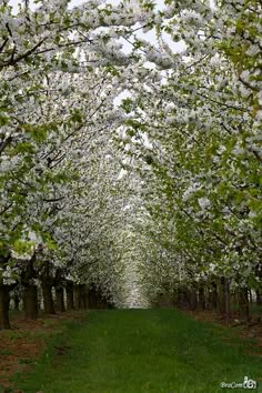 the trees are blooming all over the field