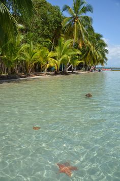 two starfishs swimming in the clear blue water near palm trees and beach huts