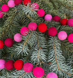 pink and red pom - poms are hanging from the branches of a pine tree