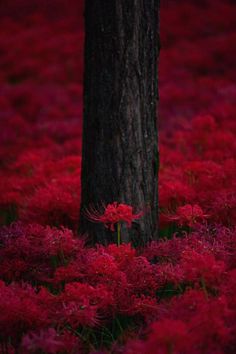 a tree and some red flowers in the grass by it's base, with its trunk sticking out