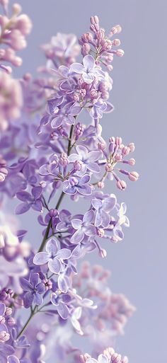 purple flowers against a blue sky background