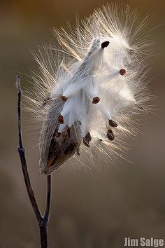 a white flower with lots of seeds on it