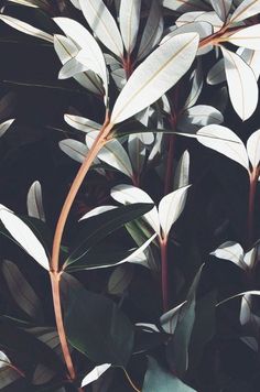 some white leaves on a black background