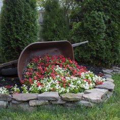 a wheelbarrow filled with red and white flowers in a garden bed surrounded by rocks