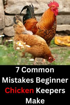 two chickens standing next to each other with the words 7 common mistakes beginer chicken keepers make