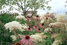 a field full of white and pink flowers