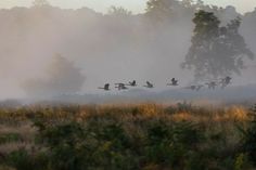 a flock of birds flying over a lush green field next to trees in the fog