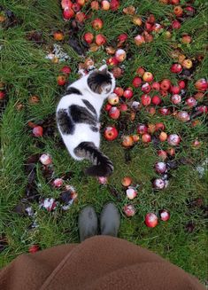 a cat laying in the grass next to some apples