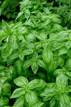 some green leaves are growing in the ground