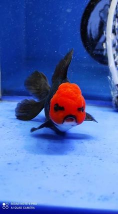 a fish with an orange hat on it's head is swimming in the water