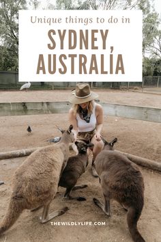 two kangaroos in an enclosure with the caption unique things to do in sydney, australia