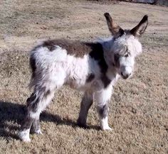 a small gray and white donkey standing on top of a dry grass covered field with trees in the background