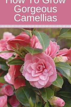 pink flowers with the title how to grow gorgeous camellias