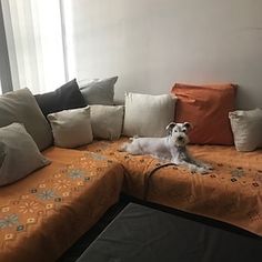 a dog sitting on top of a couch with lots of pillows in front of it