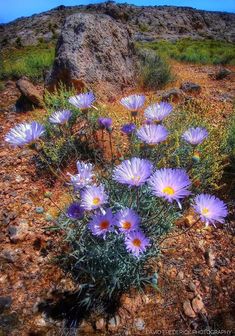 purple flowers growing out of the ground in front of a rock and grass covered hill