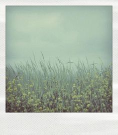 a polaroid photo of grass and flowers in the foreground with a sky background