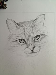 a pencil drawing of a cat's face