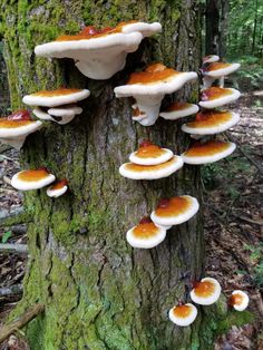 a group of mushrooms growing on the side of a tree