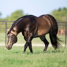 a brown horse walking across a lush green grass covered field next to a metal fence