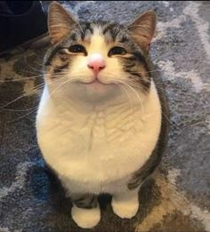 a cat is sitting on the carpet and looking up at something with its mouth open