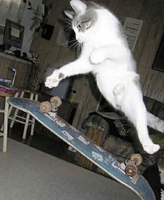 a white cat is jumping over a skateboard