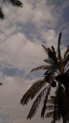 palm trees against a cloudy sky with clouds